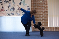 17474_334 : dogs, dwd