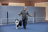 17474_338 : dogs, dwd