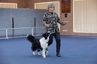 17474_340 : dogs, dwd