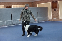 17474_344 : dogs, dwd