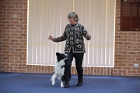 17474_347 : dogs, dwd