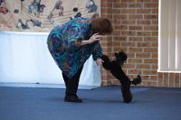 17474_349 : dogs, dwd