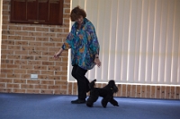 17474_353 : dogs, dwd