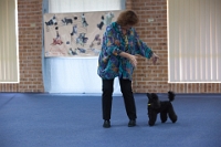 17474_356 : dogs, dwd
