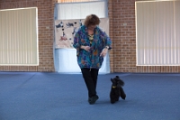 17474_362 : dogs, dwd