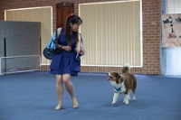 17474_367 : dogs, dwd