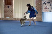 17474_370 : dogs, dwd