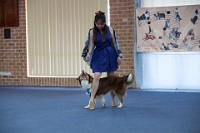 17474_371 : dogs, dwd