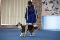 17474_373 : dogs, dwd