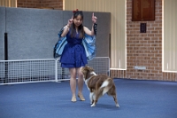 17474_375 : dogs, dwd
