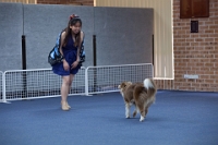 17474_376 : dogs, dwd