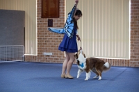 17474_378 : dogs, dwd
