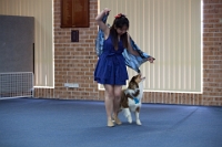 17474_379 : dogs, dwd