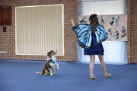 17474_384 : dogs, dwd