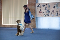 17474_386 : dogs, dwd