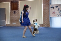 17474_388 : dogs, dwd