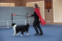 17474_394 : dogs, dwd