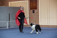 17474_396 : dogs, dwd