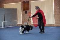 17474_412 : dogs, dwd