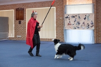 17474_413 : dogs, dwd