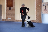 17474_417 : dogs, dwd