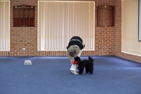 17474_419 : dogs, dwd