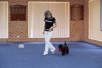 17474_420 : dogs, dwd