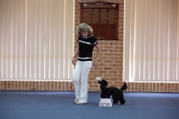 17474_422 : dogs, dwd