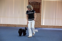 17474_425 : dogs, dwd