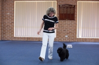 17474_426 : dogs, dwd