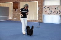 17474_427 : dogs, dwd