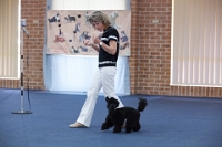 17474_428 : dogs, dwd