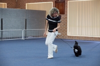 17474_431 : dogs, dwd
