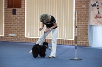 17474_432 : dogs, dwd