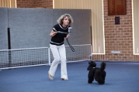 17474_433 : dogs, dwd