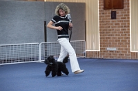 17474_435 : dogs, dwd