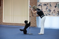 17474_441 : dogs, dwd