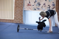 17474_445 : dogs, dwd