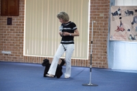 17474_447 : dogs, dwd